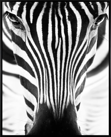 Zebra eyes m | Canvas Print | 80x100