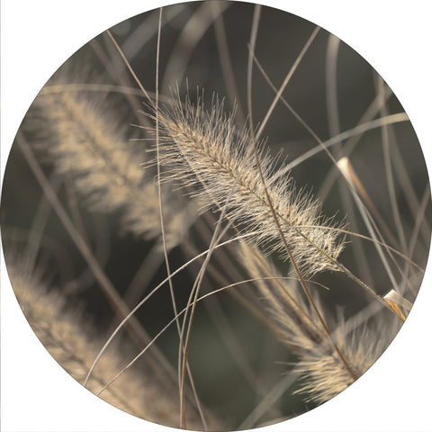 Mellow Grasses 2 | Circle Art | Ø40